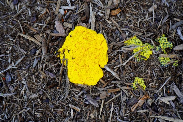 Yellow slime mold